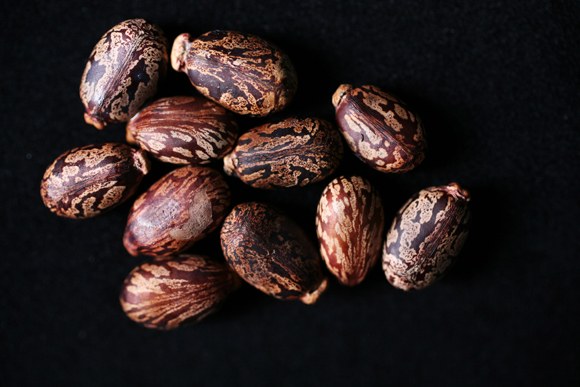 Peaceful application of Ricin: Need to reframe policies
