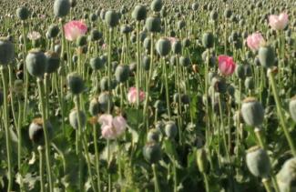 International Illicit Drug Trade and India: A Conversation