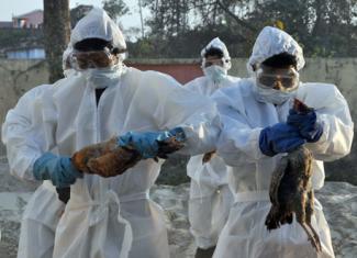 Bird Flu: The Next Pandemic?