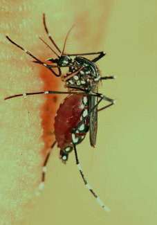Cerebral Concern: Japanese Encephalitis Epidemic in South Asia