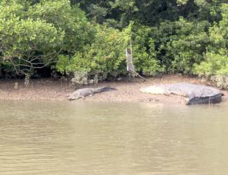 Bhitarkanika Sanctuary