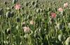 Poppy Cultivation. Representational Image